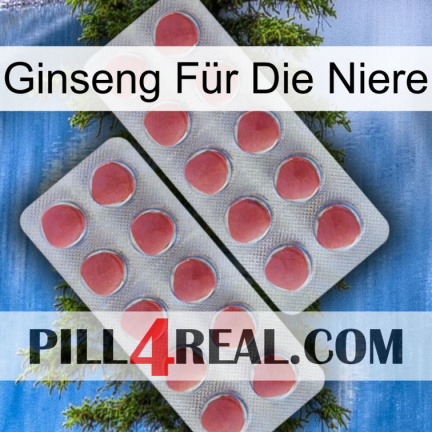 Ginseng Für Die Niere 19